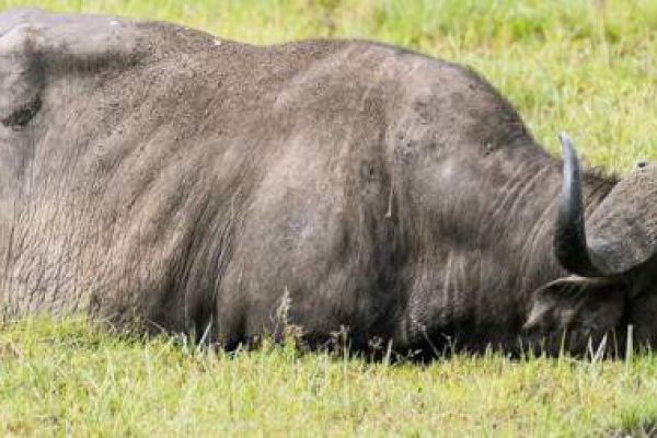 3-Day Amboseli Safari