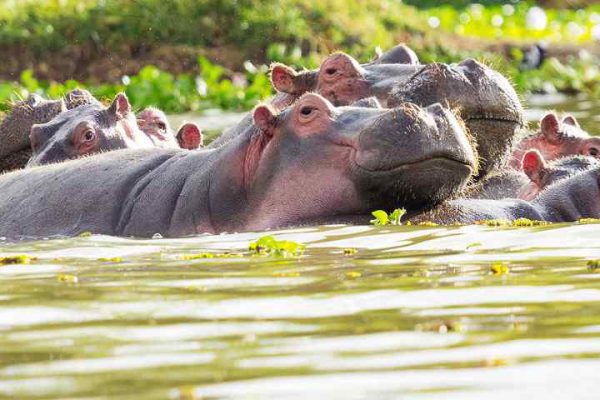 4-Day Maasai Mara and Lake Nakuru Safari