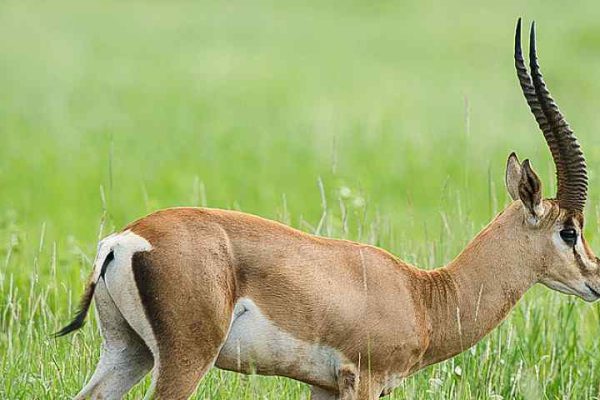 5-Day Maasai Mara, Lake Naivasha and Lake Nakuru Safari